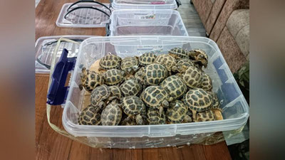 '83 dona O`rta Osiyo cho`l toshbaqalarining noqonuniy olib chiqib ketmoqchi bo`lganlar qo`lga tushdi (video)'ning rasmi