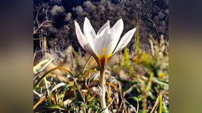 Изрображение 'На юге Узбекистана заметили цветущие подснежники'