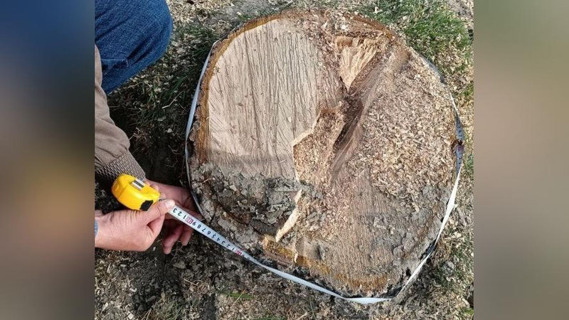 'Prezident yangi qonunni imzoladi'ning rasmi