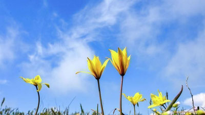 'Bugun O`zbekistonda havo harorati biroz pasayadi'ning rasmi