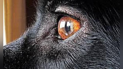 'Andijonda ham qarovchiz itlar otib tashlandi'ning rasmi