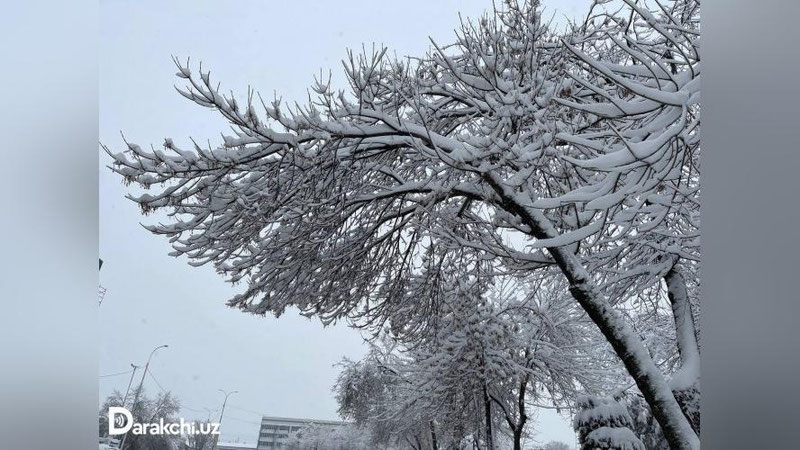 'Bugun ham O`zbekistonning qator hududlarida qor yog`adi'ning rasmi