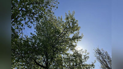 'Bugun O`zbekiston bo`yicha quyoshli kun bo`ladi'ning rasmi