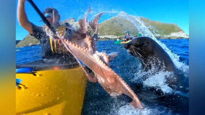 'Erkakning yuziga sakkiz oyoqni irg`itgan tyulen kameraga tushib qoldi (Video)'ning rasmi