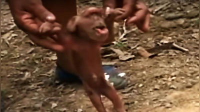 'КУБАДА МАЙМУНСИФАТ ЧЎЧҚА ДУНЁГА КЕЛДИ'ning rasmi