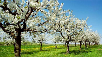 Изрображение 'Какая погода ожидается в Узбекистане 14 апреля?'