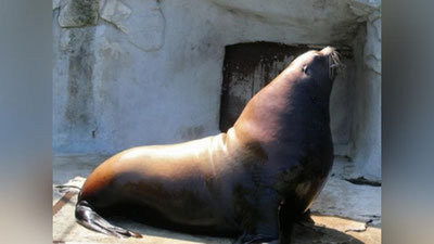 Изрображение 'КАК У СЕБЯ ДОМА: МОРСКОЙ ЛЕВ ЗАБРАЛСЯ НА КРЫШУ АВТОМОБИЛЯ (ВИДЕО)'