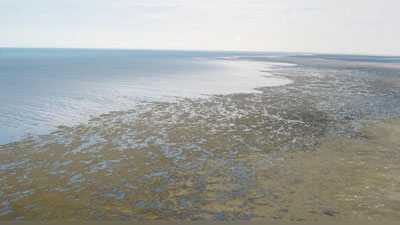 'Umumxalq ekologik xayriya hasharidan tushgan mablag` Orolbo`yi mintaqasida ekologik holatni yaxshilashga sarflanadi'ning rasmi