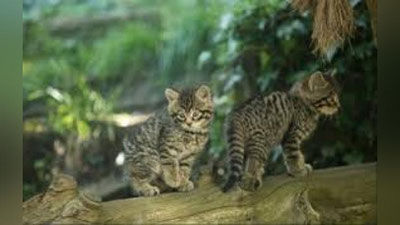 'Shotlandiya tog`larida dunyodagi eng noyob mushuklar topildi (Video)'ning rasmi