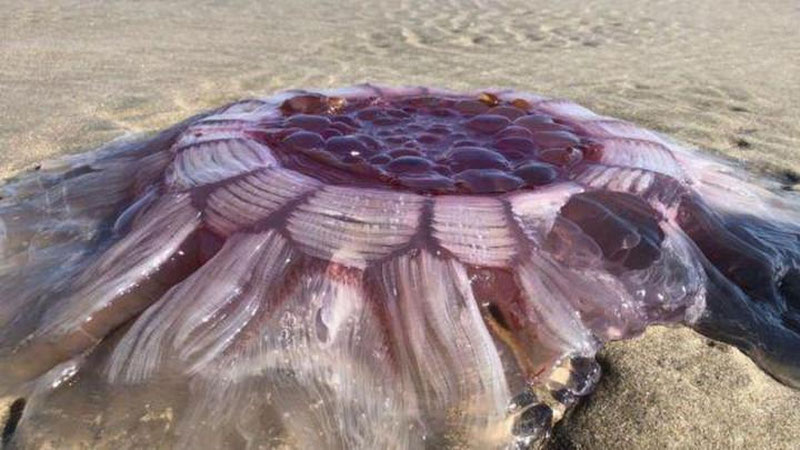 Изрображение 'НА ПЛЯЖЕ В НОВОЙ ЗЕЛАНДИИ НАШЛИ "ОГРОМНОЕ ПУЛЬСИРУЮЩЕЕ СУЩЕСТВО"'