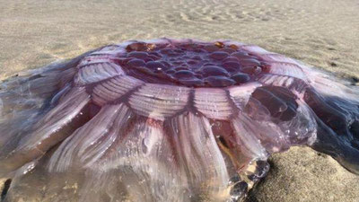 Изрображение 'НА ПЛЯЖЕ В НОВОЙ ЗЕЛАНДИИ НАШЛИ "ОГРОМНОЕ ПУЛЬСИРУЮЩЕЕ СУЩЕСТВО"'