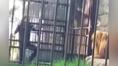 'Mast holdagi erkakning qo`lini arslon tishlab oldi 'ning rasmi