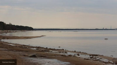 Изрображение 'Объеденный животными труп гражданки Узбекистана обнаружили под Петербургом'