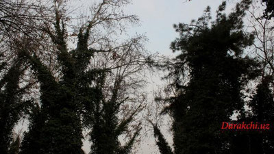 'Ўзбекистон ҳудудига жуда илиқ ҳаво кириб келмоқда, бироқ дам олиш кунлари...'ning rasmi