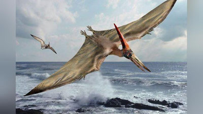 'Kubada pterozavr qoldiqlari topildi 'ning rasmi