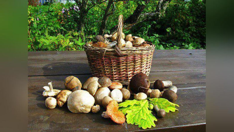 'Zamburug`larni xarid qilishda nimalarga e`tibor berish kerak?'ning rasmi