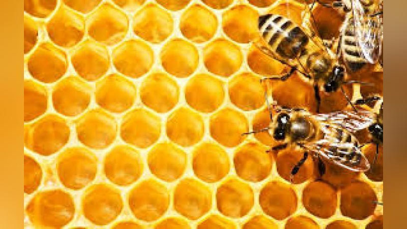 'АСАЛНИ ҚАЙТА ИШЛАЙДИГАН КОРХОНАЛАР ТАШКИЛ ЭТИШ ЛОЗИМ'ning rasmi