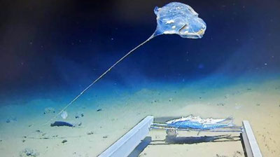 Изрображение 'В ИНДИЙСКОМ ОКЕАНЕ НАШЛИ НЕИЗВЕСТНОЕ НАУКЕ СУЩЕСТВО'