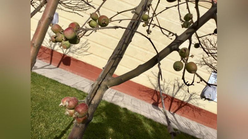 'Toshkentda Yangi yil bayrami arafasida olma daraxti meva soldi (foto)'ning rasmi
