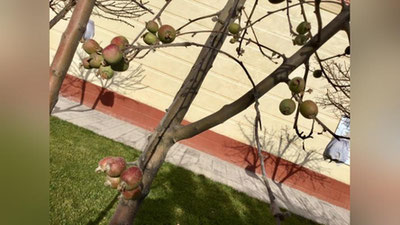 'Toshkentda Yangi yil bayrami arafasida olma daraxti meva soldi (foto)'ning rasmi