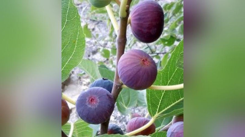 'Мадад-шифо: АНЖИРНИНГ ОРГАНИЗМГА ФОЙДАЛИ ХУСУСИЯТЛАРИ'ning rasmi