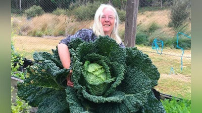 'Avstraliyada odam bo`yi karam etishtirildi 'ning rasmi