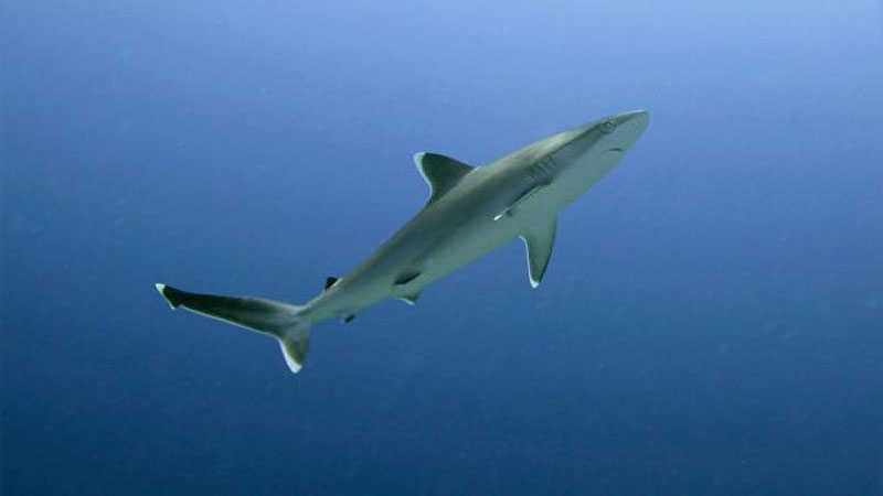 'Avstraliyalik erkak akula hujumidan tirik qoldi'ning rasmi