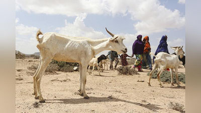 '​Зимбабведа таълим ҳақини қўй-эчкиларда тўлашга рухсат берилди'ning rasmi