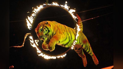 'Toshkentda har 2 yilda 1 marta “Xalqaro sirk san`ati” festivali o`tkaziladi'ning rasmi