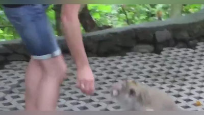 'Maymun sumka uchun turistning qo`lini tishlab oldi (Video)'ning rasmi