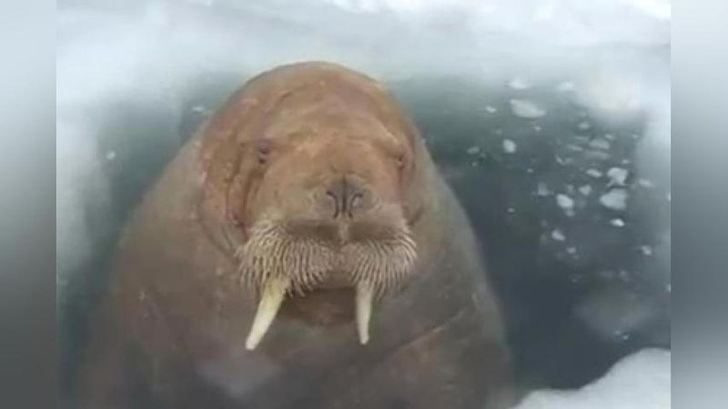 Oqituvchi bilan HD jinsiy aloqa