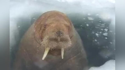 'Ямало-Ненецкда морж  ишчиларни ишдан қолдирди (Видео)'ning rasmi