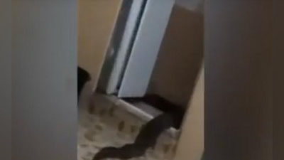 'MALAYZIYaLIK FOTOGRAF YuVINISh XONASIDAN ChIQQAN NOMA`LUM JONZODNI SURATGA OLDI (VIDEO)'ning rasmi