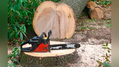 'Surxondaryoda 50-70 yillik chinor va archa daraxtlari noqonuniy kesilgani aniqlandi'ning rasmi