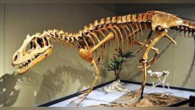 'Dinozavr suyaklari 2 mln. evroga sotildi'ning rasmi