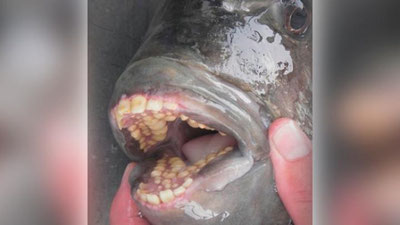 Изрображение 'В США НАШЛИ РЫБУ С ЧЕЛОВЕЧЕСКИМИ ЗУБАМИ'