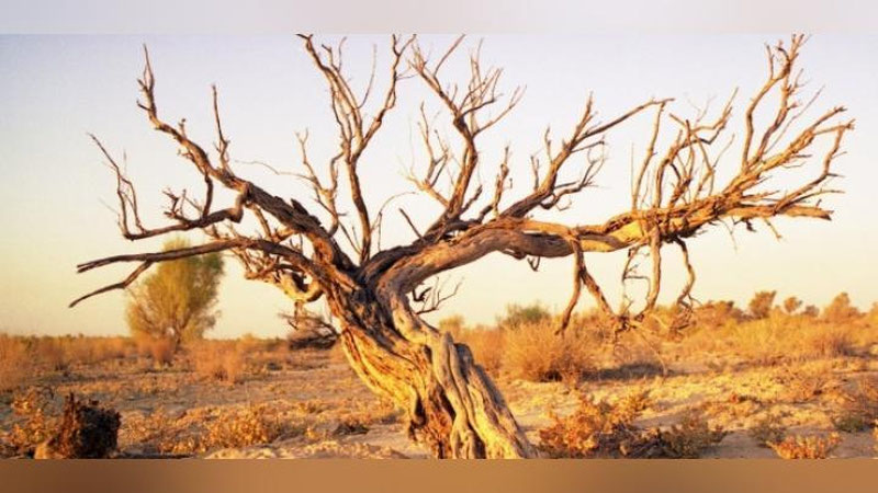 Изрображение 'В КАРАКАЛПАКСТАНЕ ОШТРАФОВАНЫ 15  ГРАЖДАН ЗА ВЫРУБКУ САКСАУЛА НА ДРОВА'