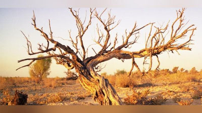 Изрображение 'В КАРАКАЛПАКСТАНЕ ОШТРАФОВАНЫ 15  ГРАЖДАН ЗА ВЫРУБКУ САКСАУЛА НА ДРОВА'