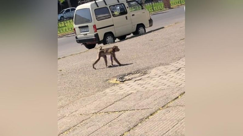 'Toshkent ko`chalarida maymun sayr qilib yuribdi (video)'ning rasmi