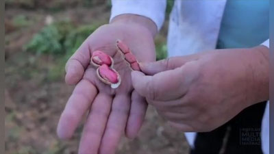 'Ўзбекистонлик олима аёл ерёнғоқнинг янги навини яратди (видео)'ning rasmi