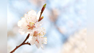 'Ўзбекистонда байрам кунлари кутилаётган об-ҳаво ҳақида маълумот берилди'ning rasmi