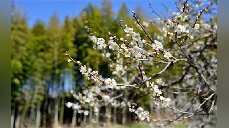 'O`zbekistonda bugun harorat 31° gacha isiydi'ning rasmi