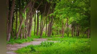 'Ayni vaqtda Toshkent botanika bog`ida kuchli yong`in bo`lmoqda (video)'ning rasmi