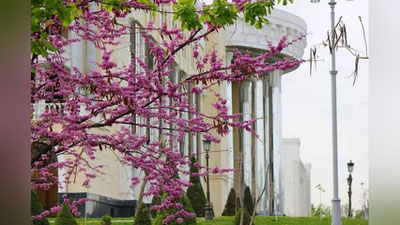 '​20 апрель куни Ўзбекистон бўйлаб ёмғир ва момақалдироқ кузатилади'ning rasmi