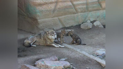Изрображение 'В ТАШКЕНТСКОМ ЗООПАРКЕ  - ОЧЕРЕДНОЕ ПОПОЛНЕНИЕ (ФОТО)'