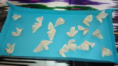 'O`zbekistondagi noyob ipak qurti va tut navlari YuNESKO ro`yxatiga kiritilishi mumkin'ning rasmi