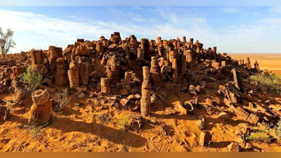 'Navoiydagi noyob tabiat yodgorligidagi tosh qotgan daraxtlar (foto)'ning rasmi