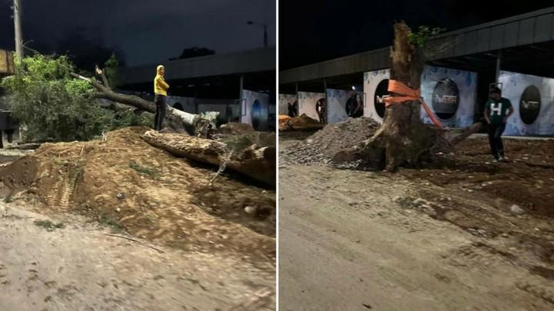 'Toshkentda tadbirkor ko`p yillik daraxtlarni ildizi bilan qo`porib oldi'ning rasmi