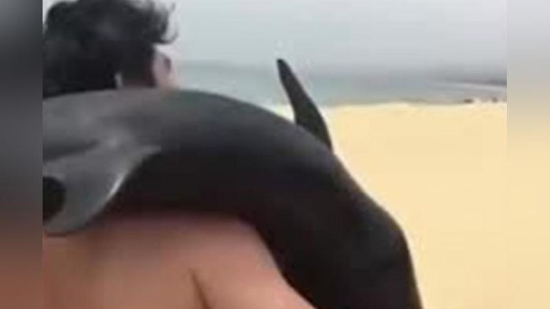 'Хитойда ўлаётган дельфинни ўғирлаган одам қидирилмоқда 'ning rasmi
