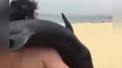 'Хитойда ўлаётган дельфинни ўғирлаган одам қидирилмоқда 'ning rasmi